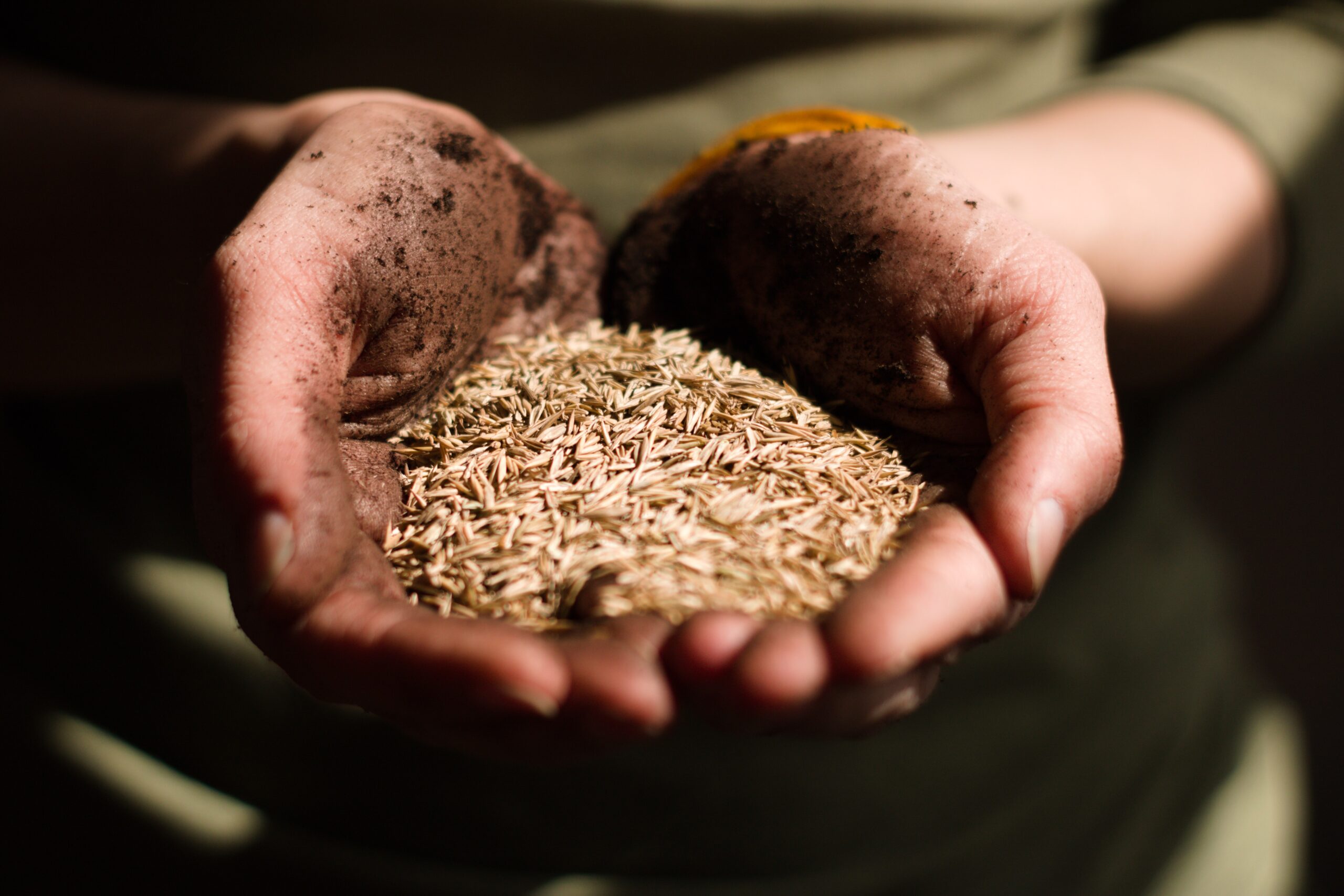 hands together holding grain