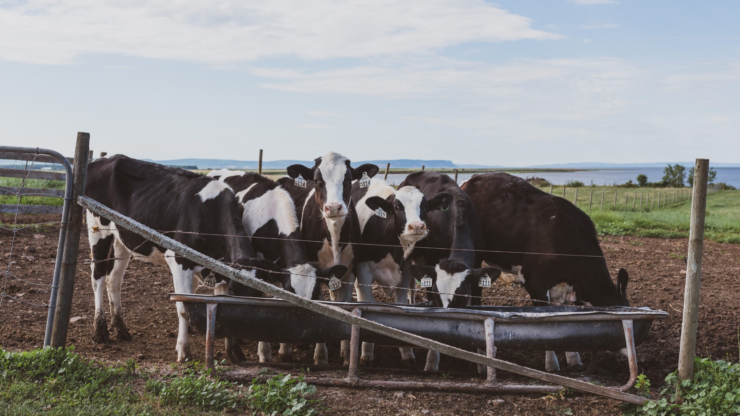 Dairy cows eating