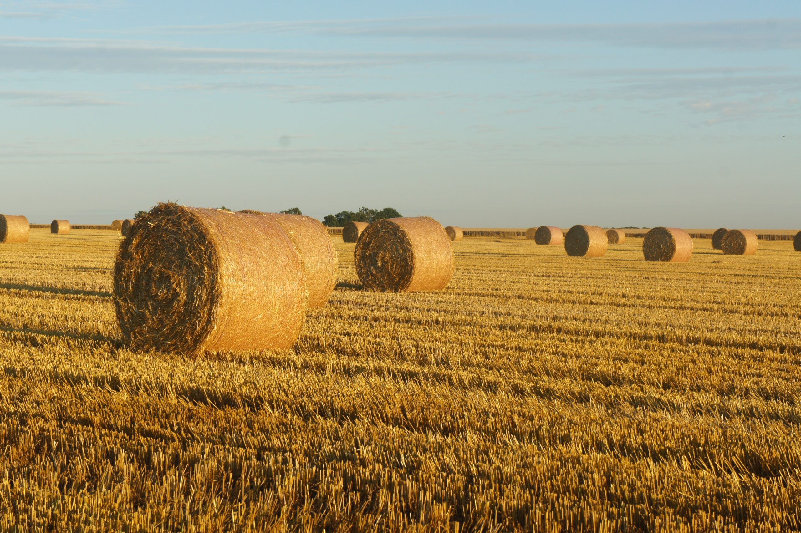 Round bails of hay in a field